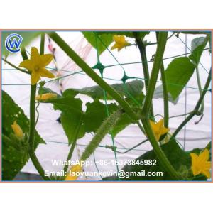 Hot Selling Hdpe With Uv 15x15cm Mesh Green Plant Support Net Plant Climbing Net