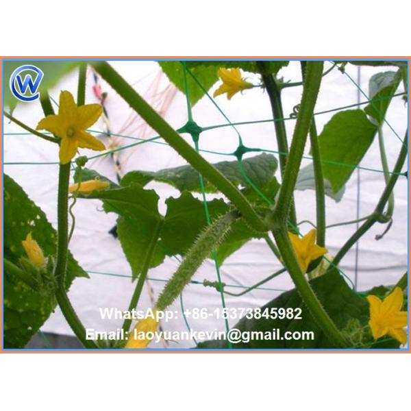 Hot Selling Hdpe With Uv 15x15cm Mesh Green Plant Support Net Plant Climbing Net
