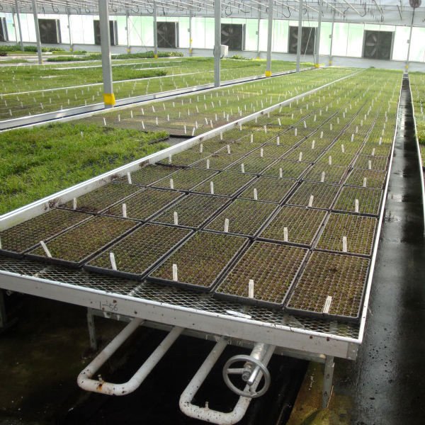 Buy Modern Aluminum Greenhouse Ebb Flow Table With Drain Tray Valve at wholesale prices