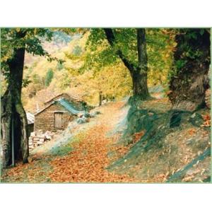 Yellow Hdpe Olive Harvesting Nets 55gsm For Fruit Collection , Customized