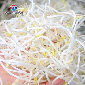 85KG Fruit and vegetable cleaning equipment Spinach washing machine small