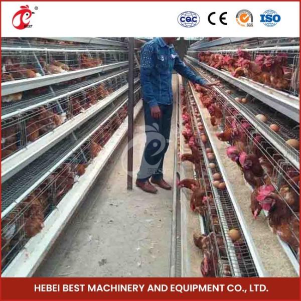 Cage Mesh H Type Broiler Chicken Cage With Ventilation For Healthy Birds Sandy