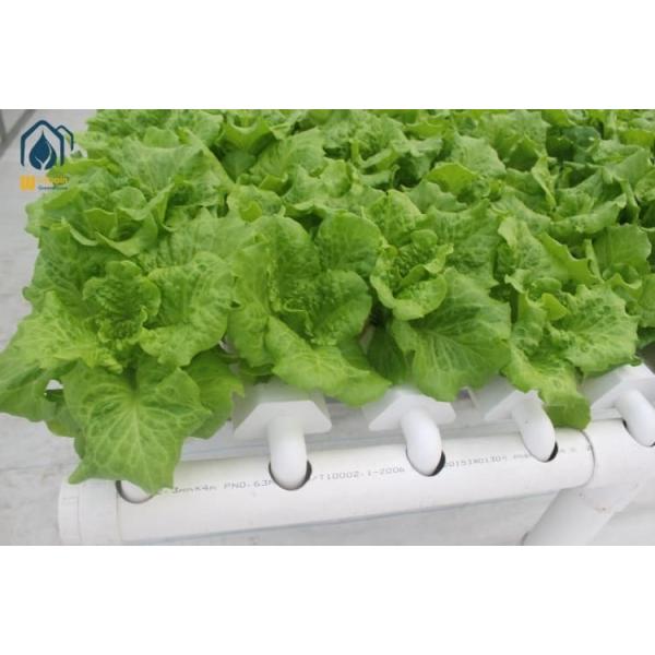 Buy NFT Hydroponic Lettuce Hydroponic System With PVC Tube Hydroponic Setup at wholesale prices