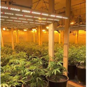 8 Bar 10 Bar 600w 800w 720w Indoor LED Grow Lights Plant Lights For Indoor