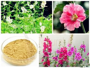Chinese manufacturer supply Althaea Officinalis Root Extract with competitive
