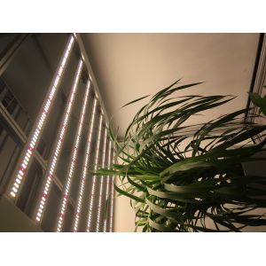 100lm/W 680 Watt Vegetable Grow Lights For Weed