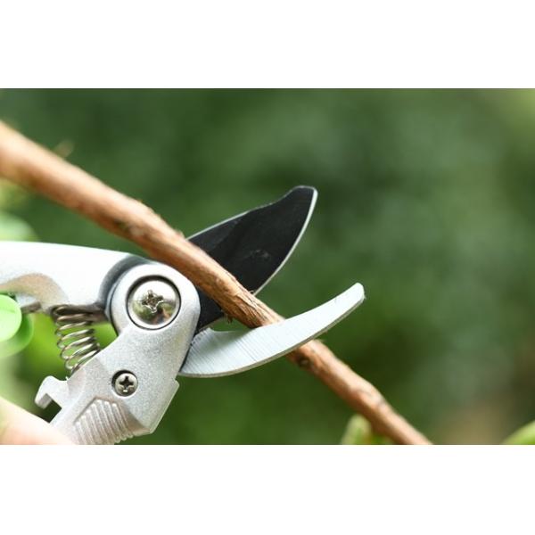 65Mn High Carbon Steel Professional Garden Pruning Shear with Anti-Rust Treatment