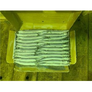 High Protein Block Quick Frozen #3 Pacific Saury Fish