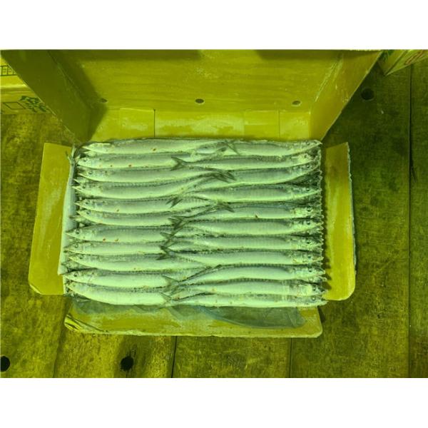Buy High Protein Block Quick Frozen #3 Pacific Saury Fish at wholesale prices