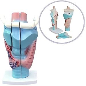Anatomical Pvc Simulation Magnified 3pcs Human Larynx Model