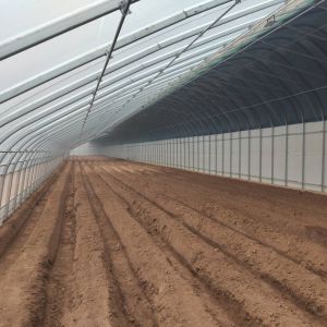 Large-Scale Cucumber Farming Made Easy with Humidity-Controlled Commercial