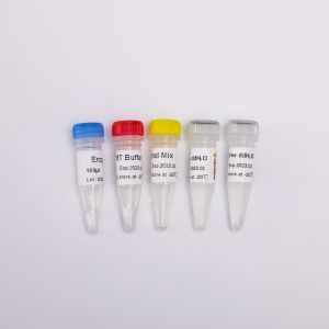 GDSBio Reverse Transcriptase PCR Reagents