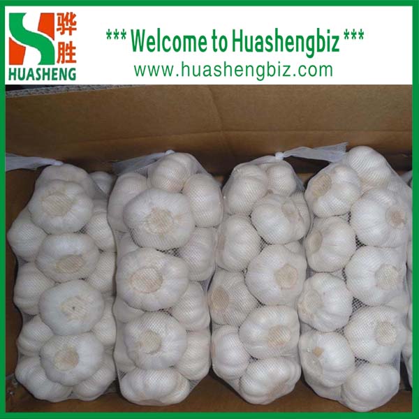 Buy Normal white garlic at wholesale prices