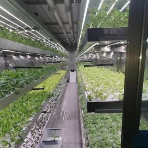 Large-Scale Farming Greenhouse Hydroponic System featuring Temporary Heating