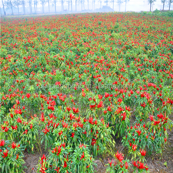 Low price hot pepper for red chilli buyer