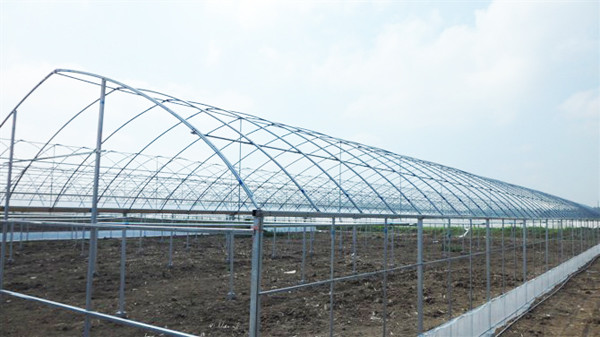 Commercial Plastic Tunnel Greenhouse , High Tunnel Greenhouse Easy Assemble