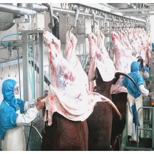 ISO9001 CE Slaughterhouse Cow Machine Stainless Steel 304 Cow Feet Hair Removing
