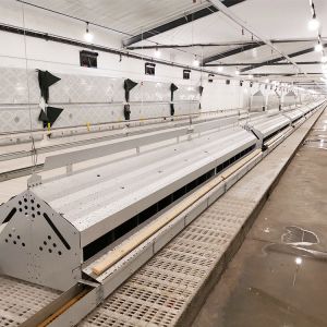 Poultry Farms Pan Feeder System Chicken Breeding