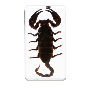 Insect Specimen Resin Paperweight Biology Anatomy Education Teaching Tool