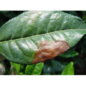 Microbial Agent CY30 Bacillus Velezensis Bactericide Cure Tomato Leaf Mold