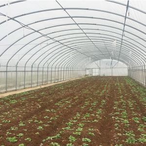 Optimal Plant Cultivation Tunnel Greenhouse Covered with 150/200micro PO Film