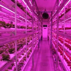 Vertical Farming Hydroponics Greenhouse in 40HQ Reefer Container with Steel