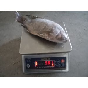 China Frozen fresh gutted scaled whole tilapia for sale on sale
