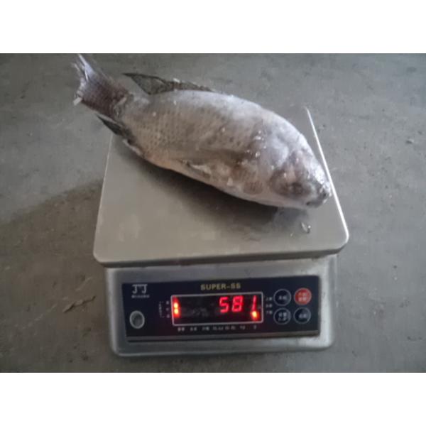Buy Frozen Fish Gutted Scaled Tilapia at wholesale prices