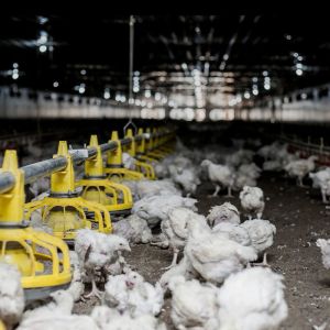 HI HOPE Chicken Farm Equipment 45cm Dia Pipe