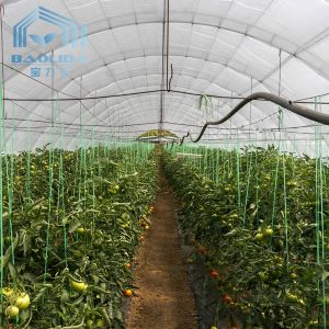 Agriculture Mushroom Management Greenhouse Planting Vegetables Fruits Single