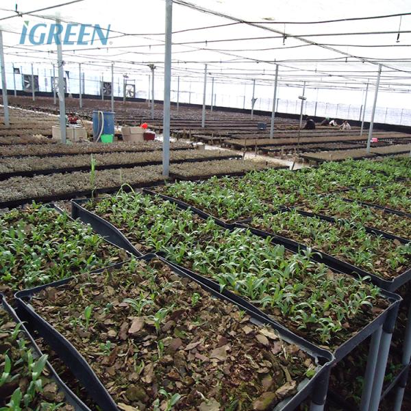 Film Type High Tunnel Greenhouse Customizable For Flowers Farming Demands