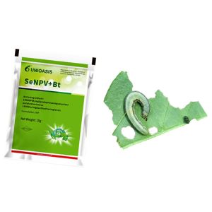 Beet armyworm prevention for Africa Active Pests Corn Borer beet armyworm larvae