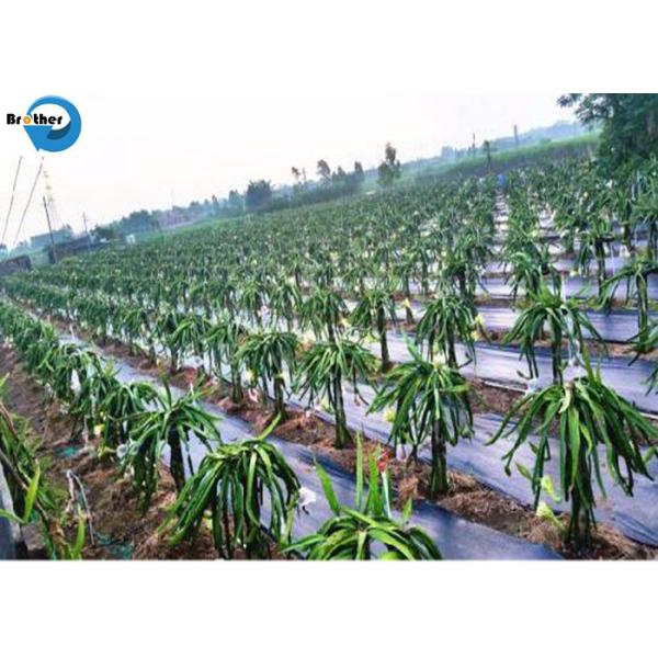 China Wholesale PP/PE Woven Weedmat /PP Woven Ground Cover/Weed Control Fabric for Agriculture /Garden