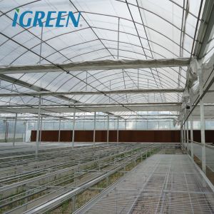 Customized Length IGreen Greenhouse for Planting Frame No Roof Vent Multi-Span Design