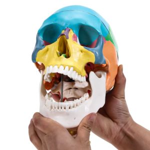 Parietal Mandible Anatomical Skeleton Model Human Skull Model Medical Demonstrat