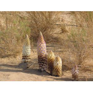 100% Natural 5%--20% Echinacoside Cistanche Tubulosa Extract with rich