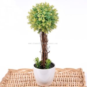 Mini Potted Plants for Sale