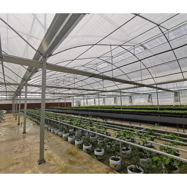 2-5m Shoulder Height High Tunnel Sawtooth Greenhouse for Commercial Plant Cultivation