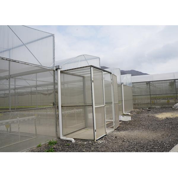 IGreen Tunnel Strawberry Greenhouses PE Greenhouse for Vegetable and Flower Growing