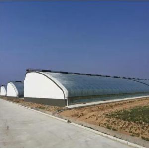 Juxiang Automated Irrigation Sunlight Greenhouse for Vegetables Ventilation and