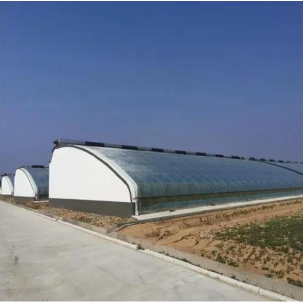 Juxiang Automated Irrigation Sunlight Greenhouse for Vegetables Ventilation and