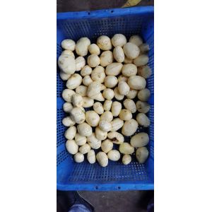 Customized Voltage Potato Washing and Peeling Machine for Food Processing