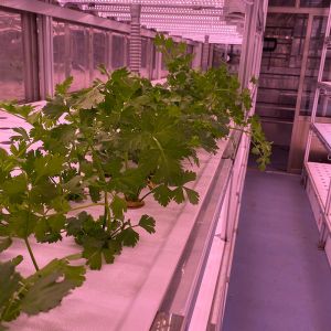 LED Light Indoor Hydroponic Farm Container with Climate Control