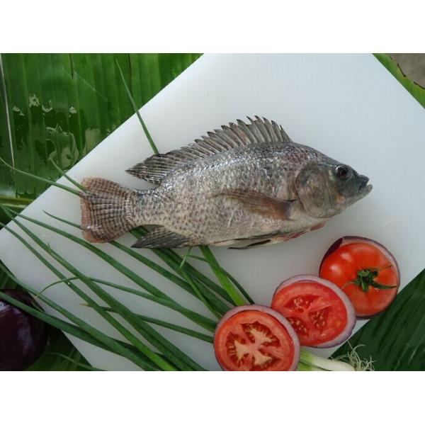 Buy Tilapia gutted & scaled at wholesale prices