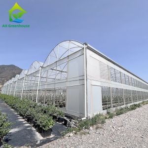 Plant Cultivation With Plastic Film Covered Multi Span Greenhouse And Irrigation