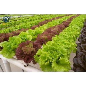 Hydroponic Square NFT Gully System For High Yield Vegetable Growing