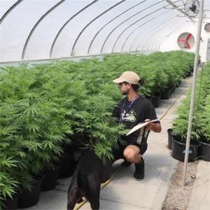 External Shading System vegetable Light Deprivation Greenhouse for Plants