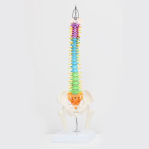 Flexible Anatomical Skeleton Model Femur And Pelvic Bone Heads Vertebrae