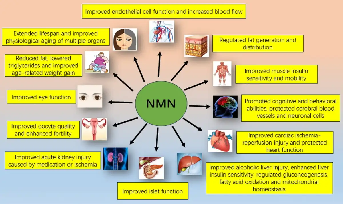 NMN health benefits 