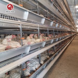Featuring Four Tiers Ventilated Automatic Layer Cage System For 120 Birds In